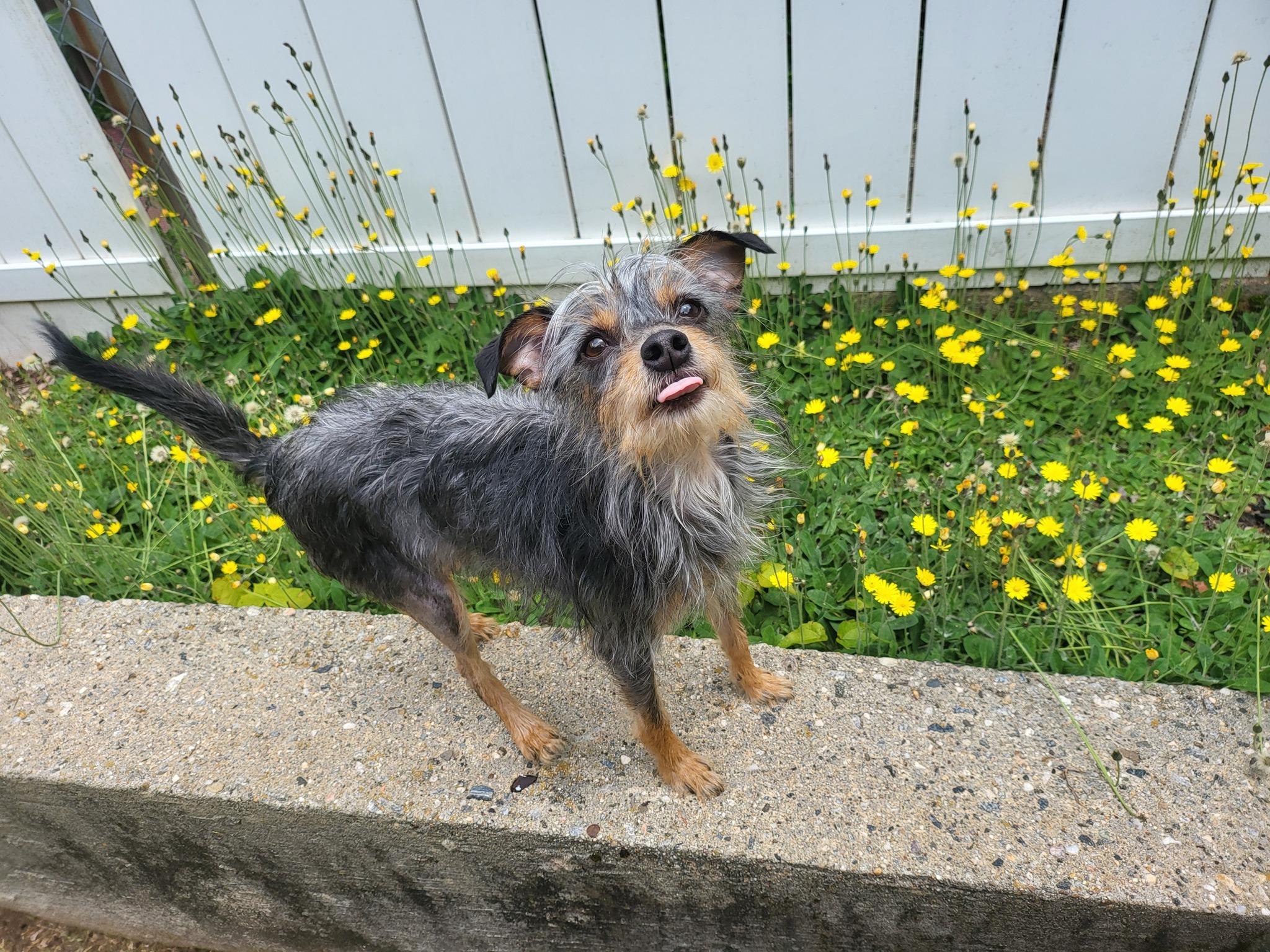 Courtesy Post - DeeDee, Adoptable, Adult Female Silky Terrier.