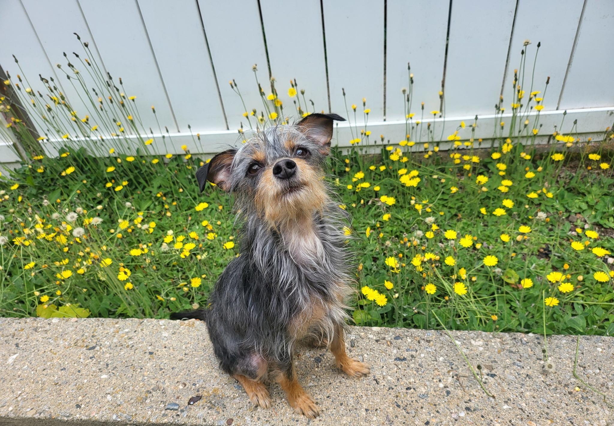 Courtesy Post - DeeDee, a Adoptable mixed breed in Vernon, CT image 2/3