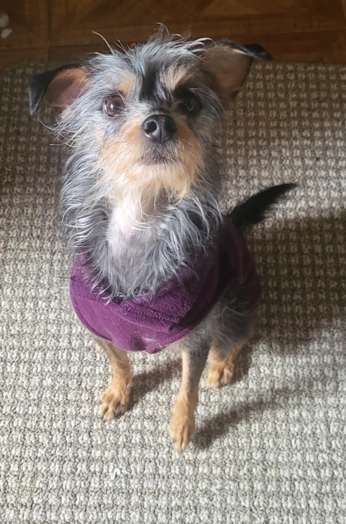 Courtesy Post - DeeDee, a Adoptable mixed breed in Vernon, CT image 3/3