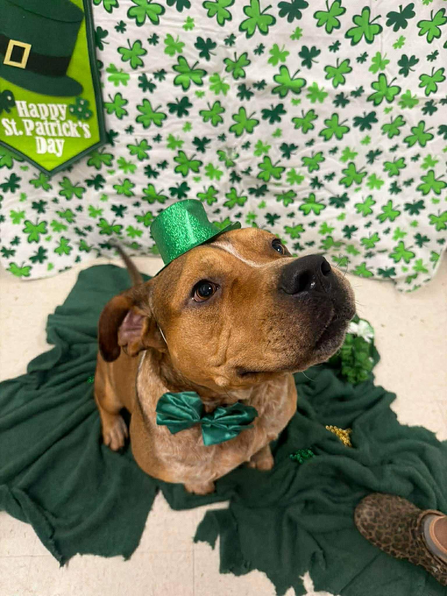 Cedric **Courtesy Post. Out of town pet. See below for details**, an adopted Pit Bull Terrier in Eagle, ID image 3/5