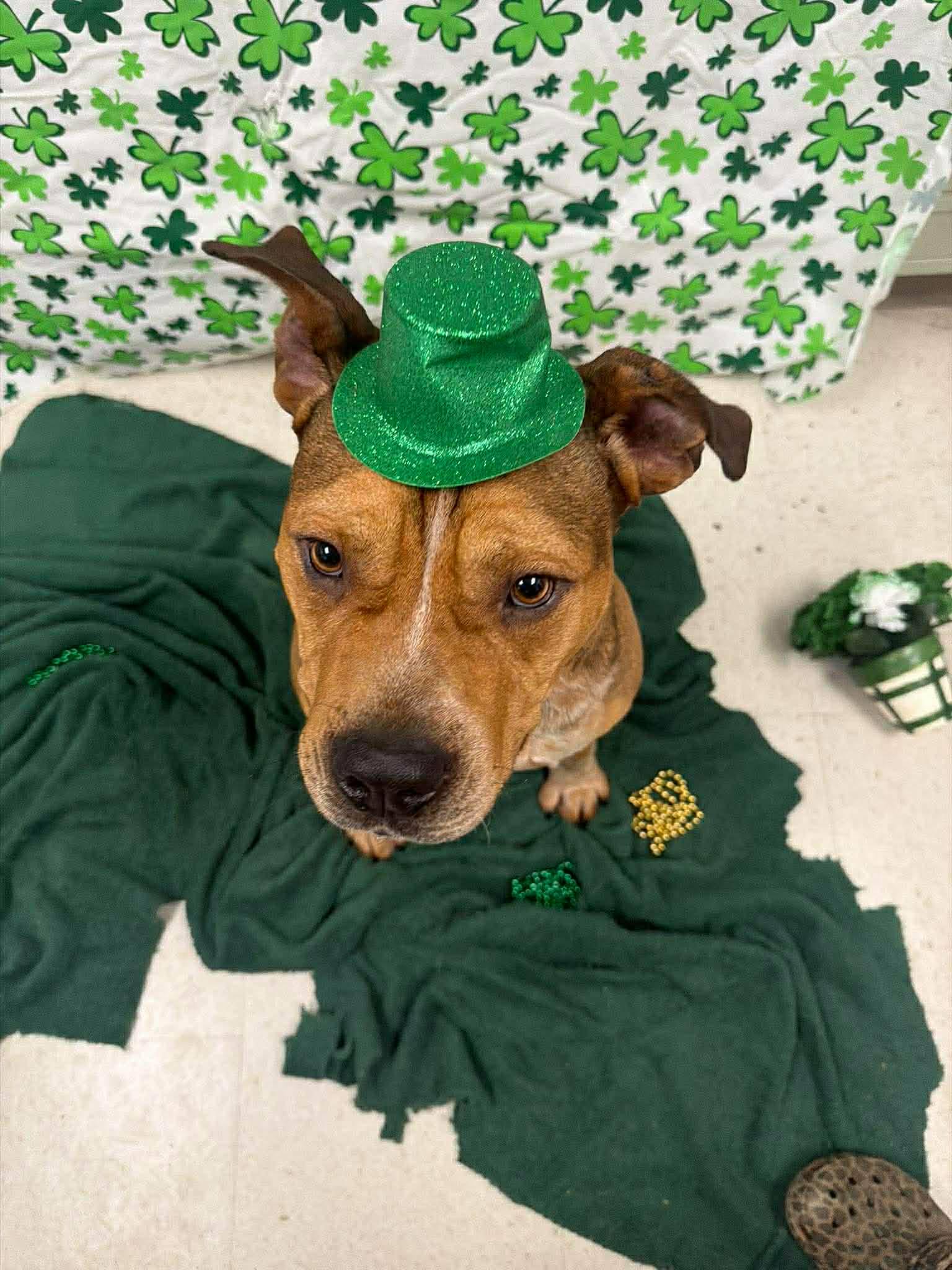 Cedric **Courtesy Post. Out of town pet. See below for details**, an adopted Pit Bull Terrier in Eagle, ID image 4/5