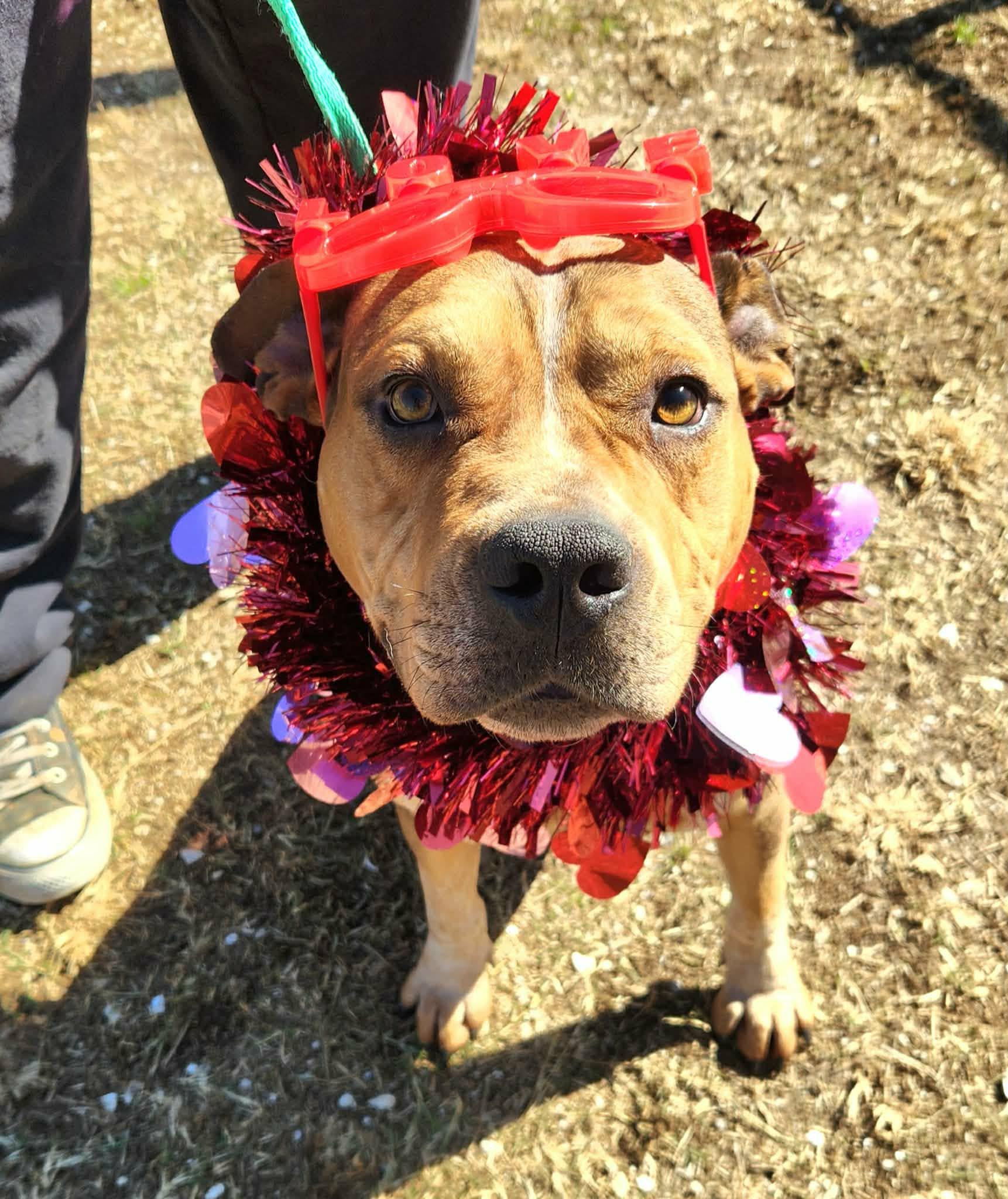 Cedric **Courtesy Post. Out of town pet. See below for details**, an adopted Pit Bull Terrier in Eagle, ID image 1/5