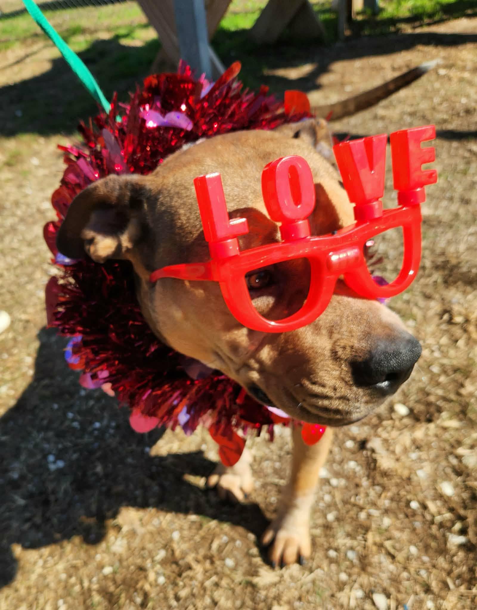 Cedric **Courtesy Post. Out of town pet. See below for details**, an adopted Pit Bull Terrier in Eagle, ID image 5/5