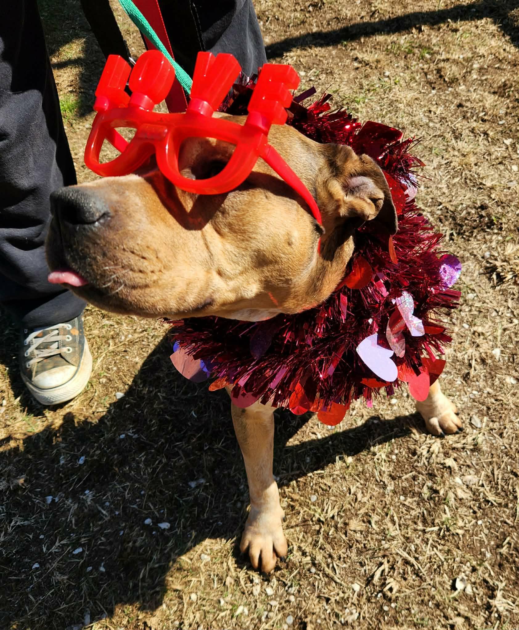 Cedric **Courtesy Post. Out of town pet. See below for details**, an adopted Pit Bull Terrier in Eagle, ID image 2/5