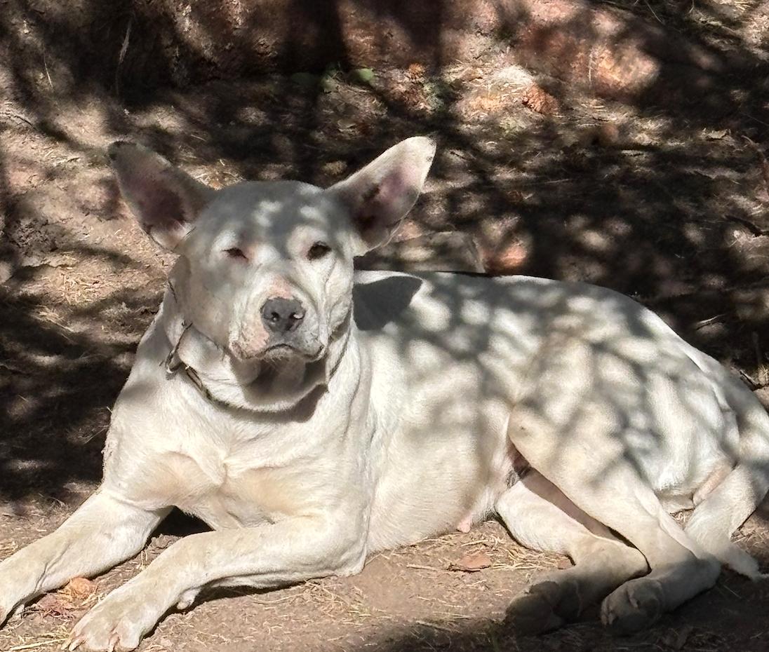 Enlarge Cecilia, a Adoptable mixed breed in Calgary, AB image 2/5