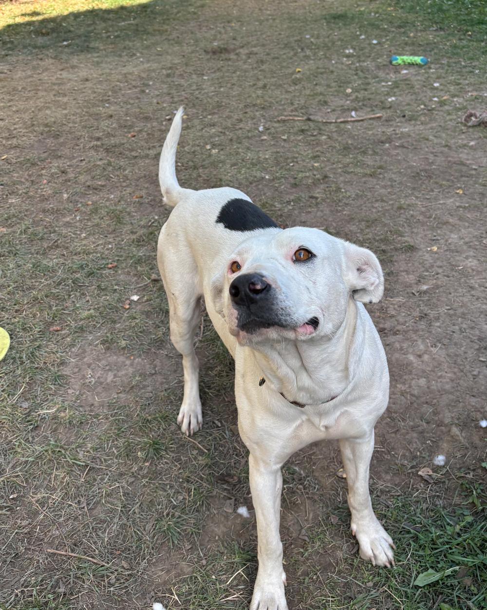 Enlarge Cecilia, a Adoptable mixed breed in Calgary, AB image 3/5