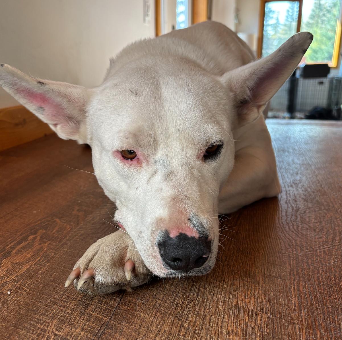 Enlarge Cecilia, a Adoptable mixed breed in Calgary, AB image 4/5