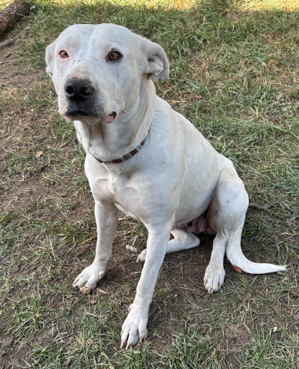 Enlarge Cecilia, a Adoptable mixed breed in Calgary, AB image 5/5