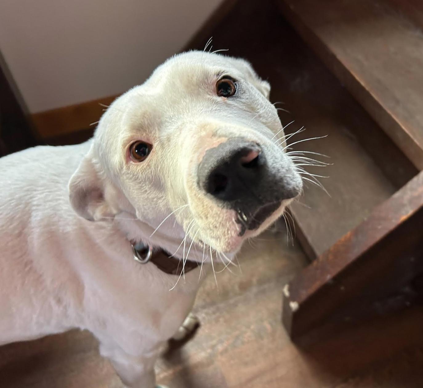 Enlarge Cecilia, a Adoptable mixed breed in Calgary, AB image 1/5