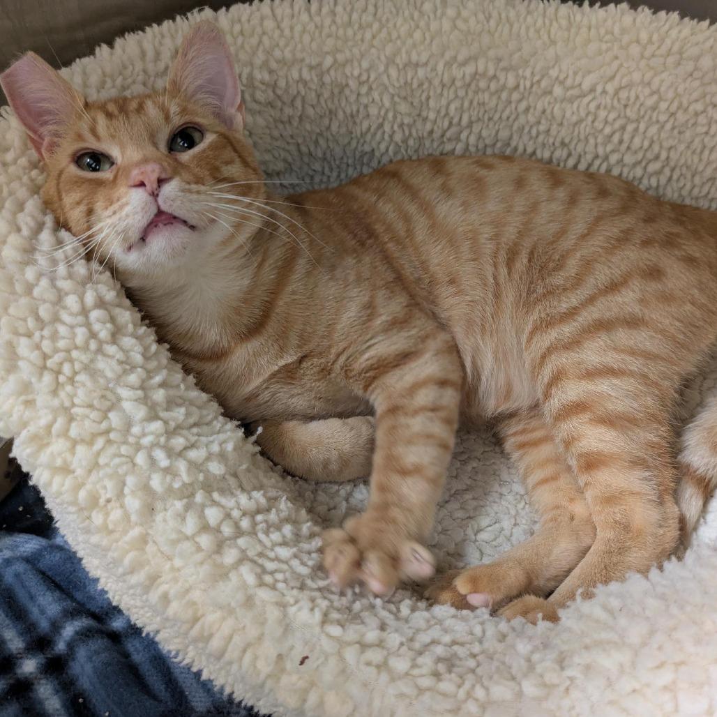 Enlarge Tree Frog, a Adoptable Domestic Short Hair in Santa Rosa, CA image 1/6