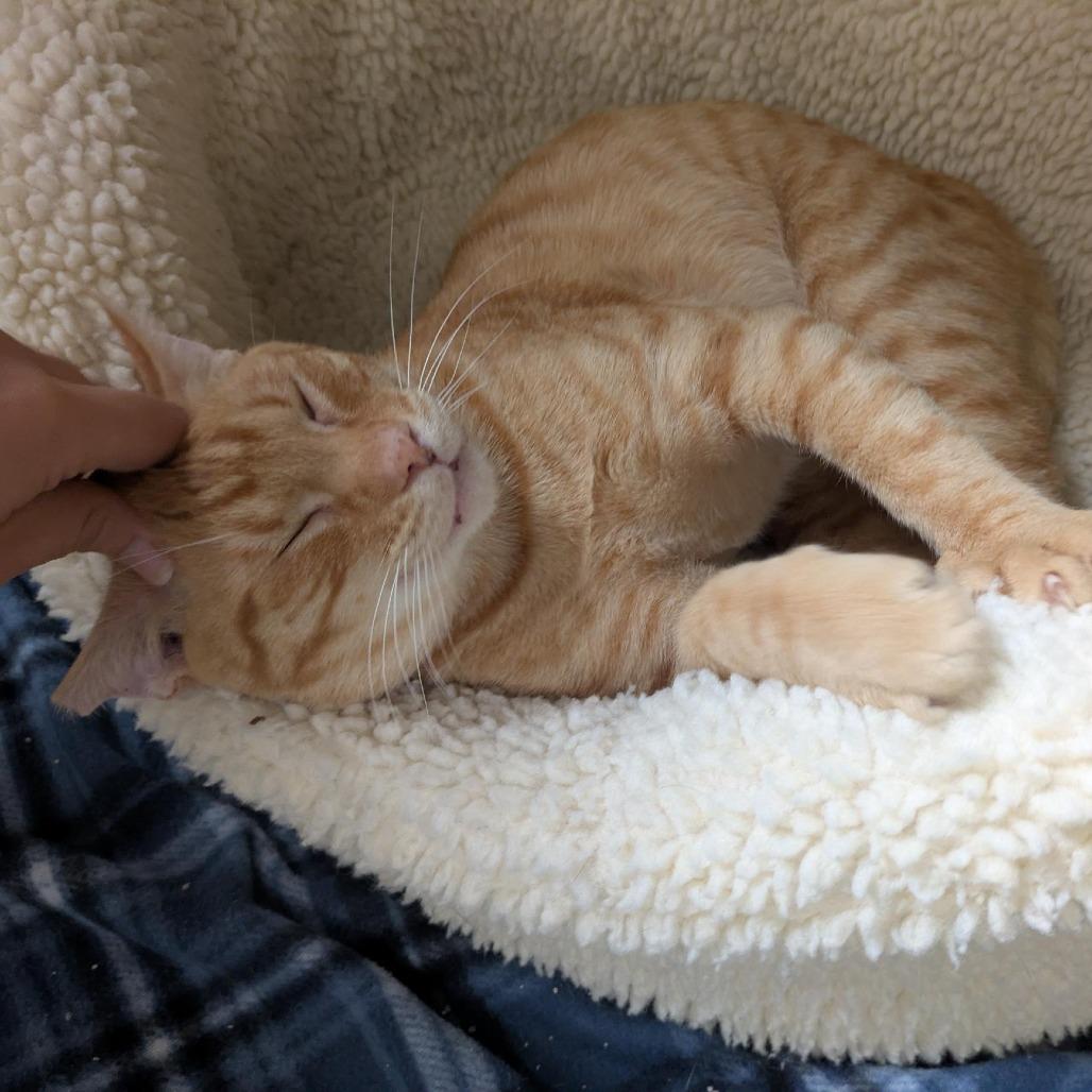 Enlarge Tree Frog, a Adoptable Domestic Short Hair in Santa Rosa, CA image 2/6