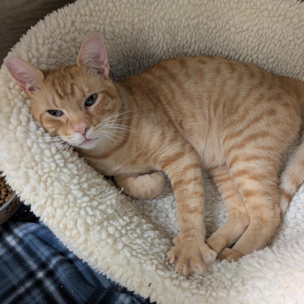 Enlarge Tree Frog, a Adoptable Domestic Short Hair in Santa Rosa, CA image 4/6