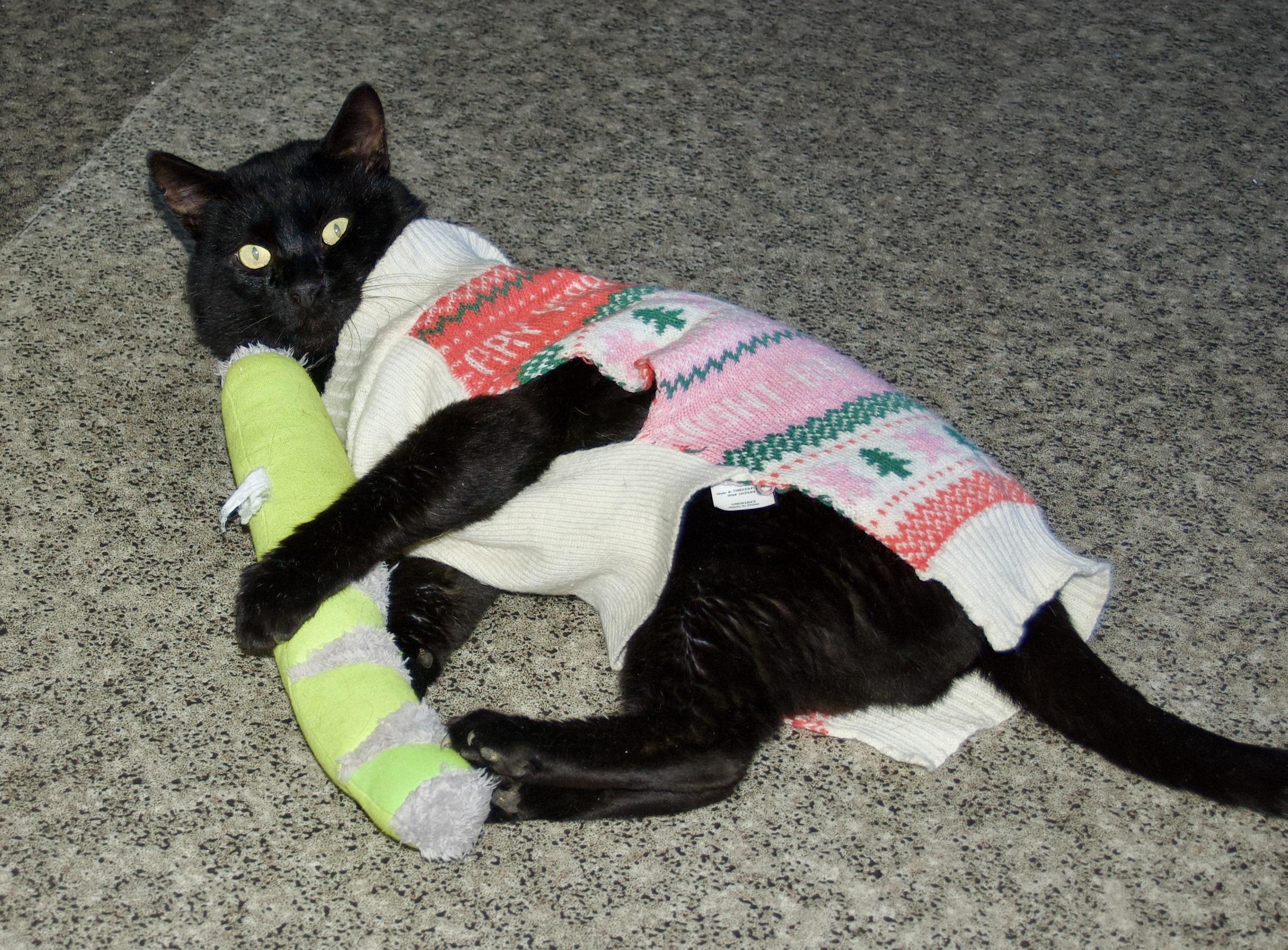 Jack, Adoptable, Adult Male Domestic Short Hair.