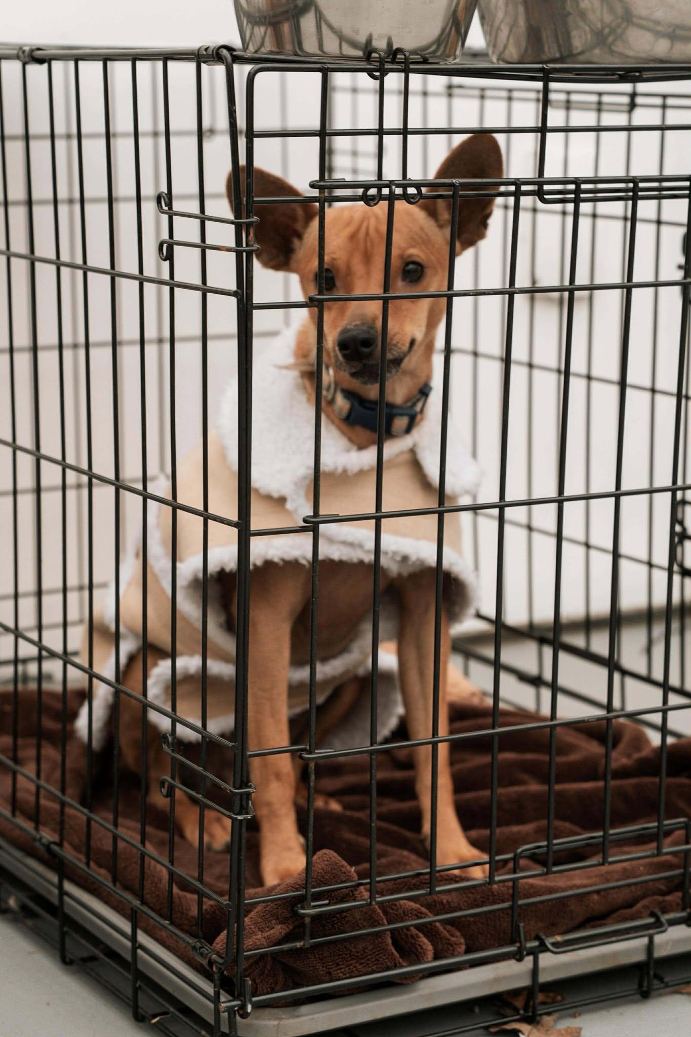 Enlarge Prancer, a Adoptable Chihuahua in Visalia, CA image 1/3