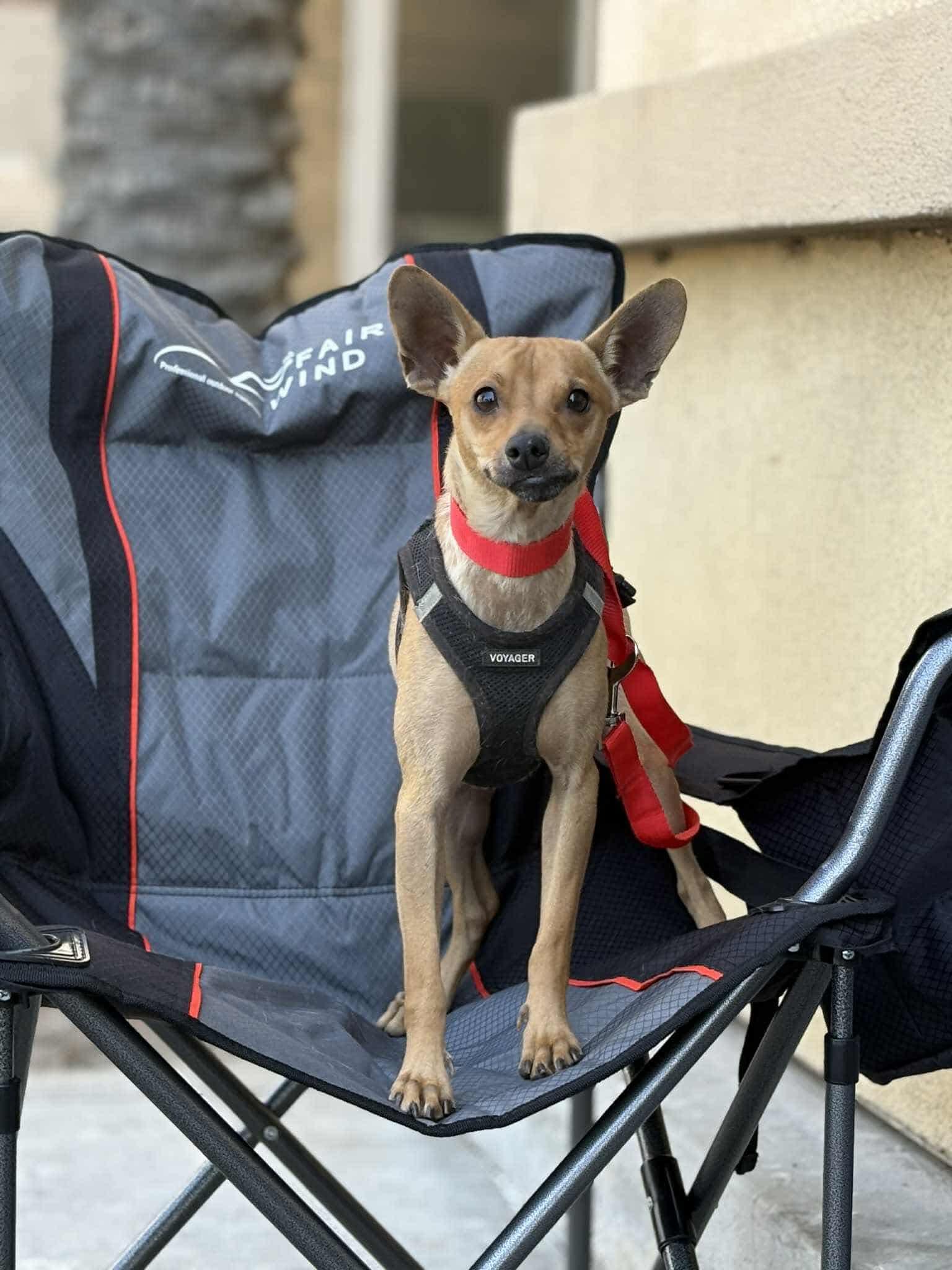 Enlarge Prancer, a Adoptable Chihuahua in Visalia, CA image 2/3