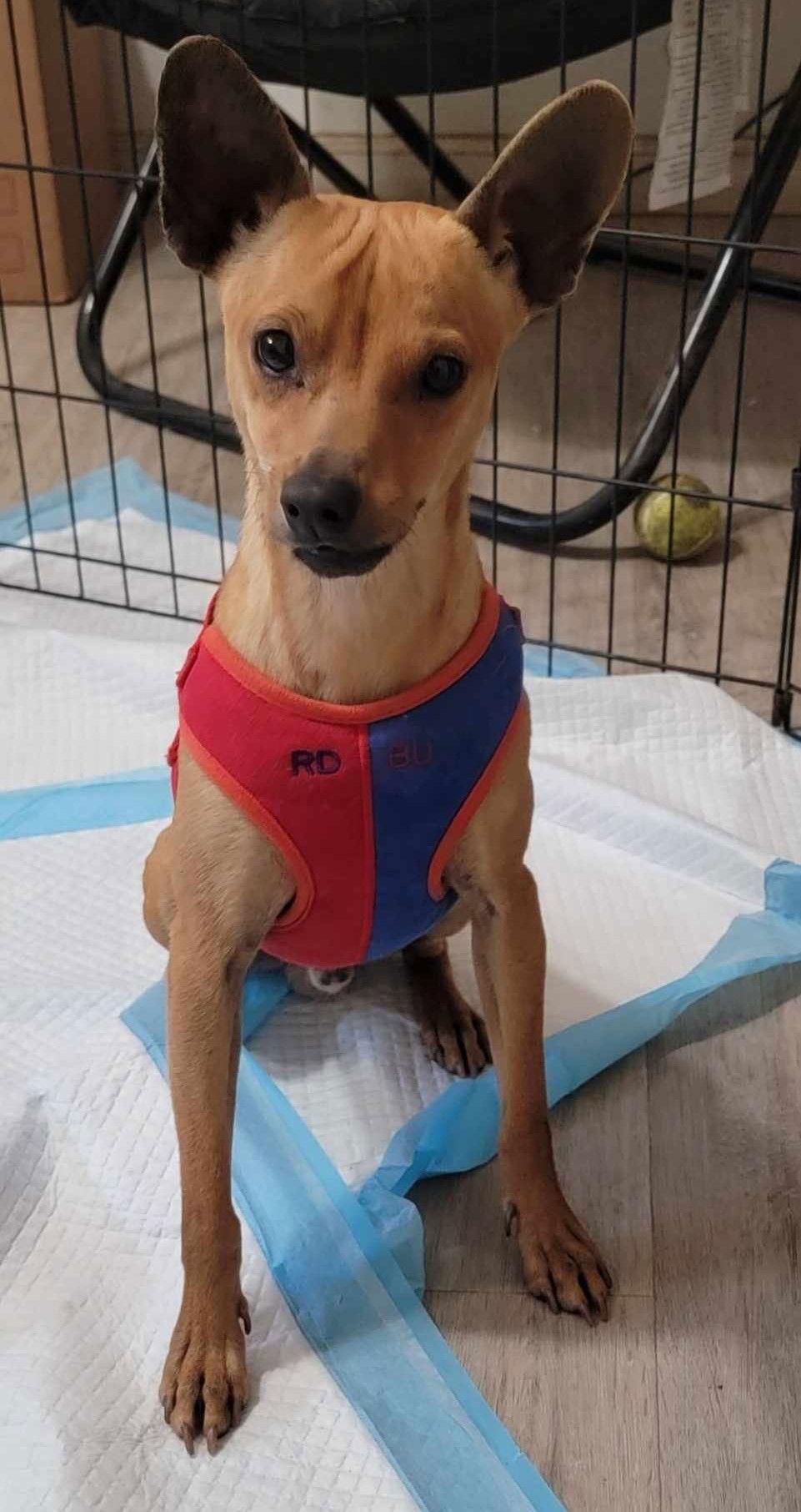 Enlarge Prancer, a Adoptable Chihuahua in Visalia, CA image 3/3