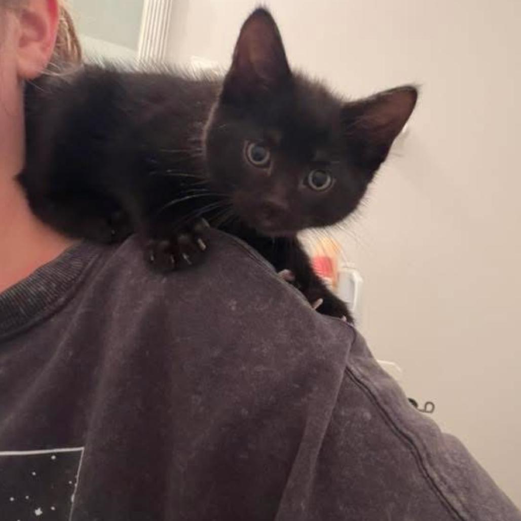 Enlarge Otilla, an adopted Domestic Short Hair in Muncie, IN image 1/1