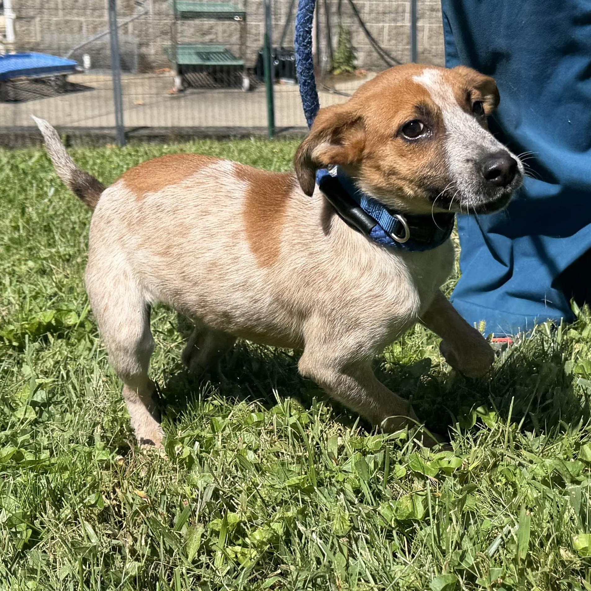 Enlarge Dapple, a Adopted mixed breed in Latrobe, PA image 4/5
