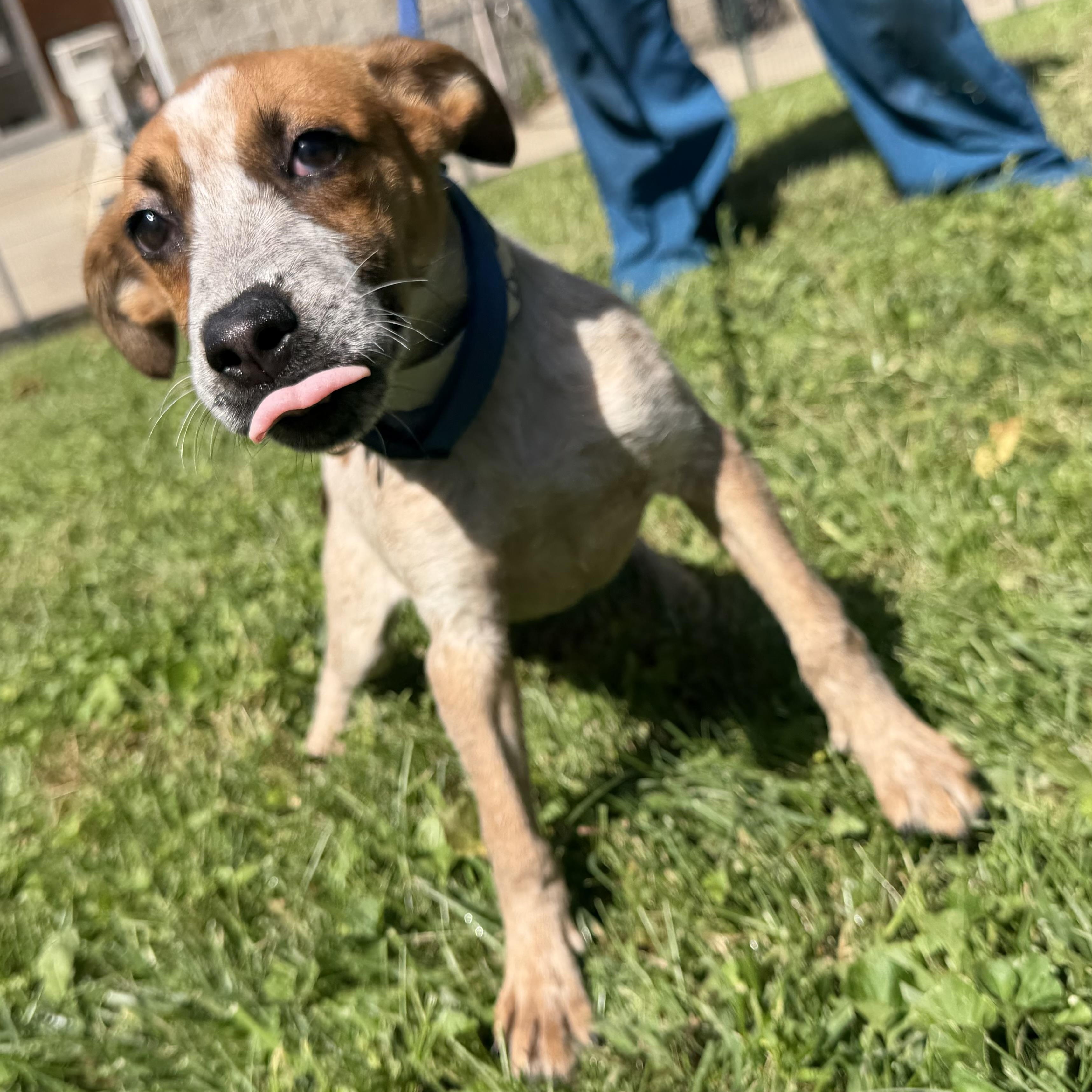 Enlarge Dapple, a Adopted mixed breed in Latrobe, PA image 3/5