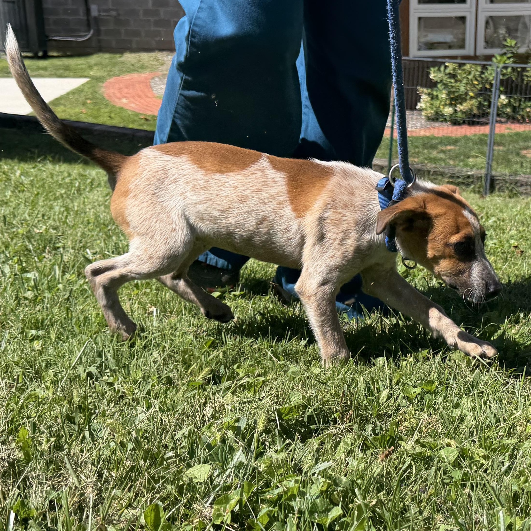 Enlarge Dapple, a Adopted mixed breed in Latrobe, PA image 2/5
