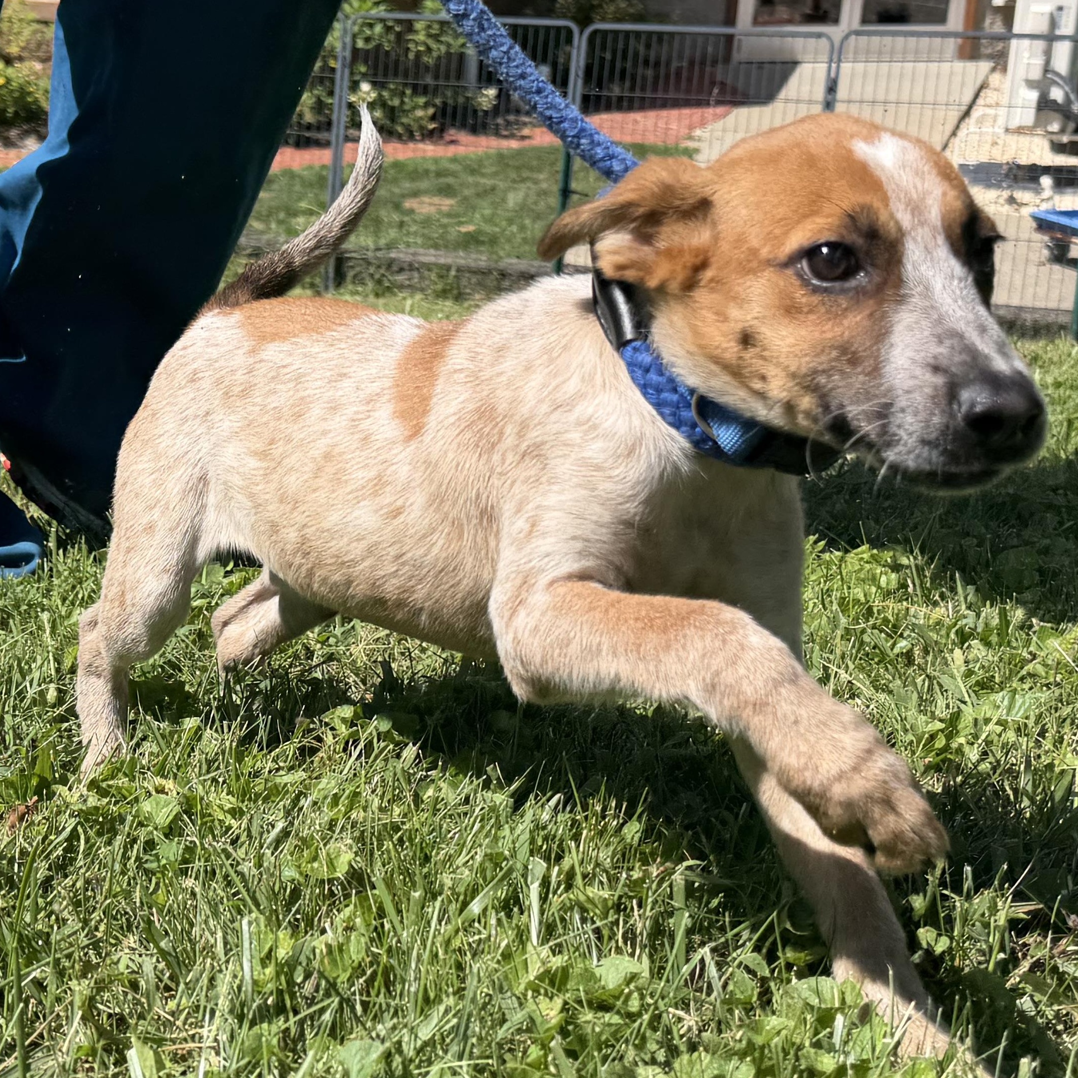 Enlarge Dapple, a Adopted mixed breed in Latrobe, PA image 5/5
