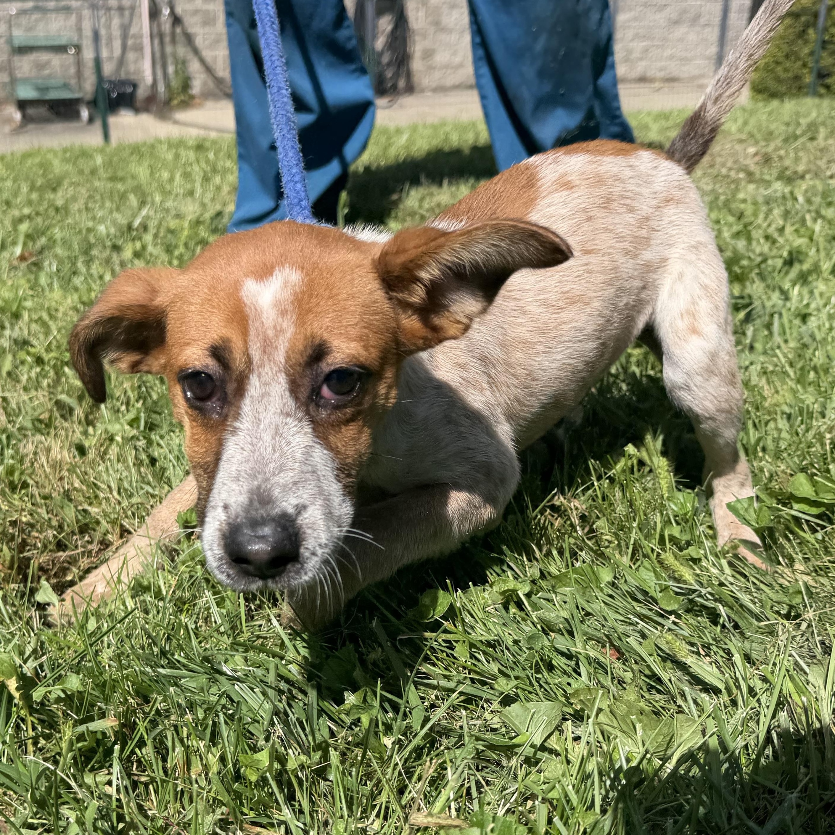 Dapple, Adopted, Puppy Female Jack Russell Terrier.