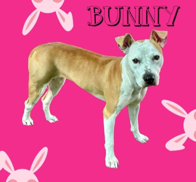 BUNNY, Adoptable, Young Female American Staffordshire Terrier & Mixed Breed.