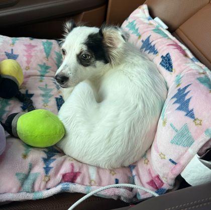 Enlarge Eva, a Adoptable mixed breed in Southern Pines, NC image 1/3