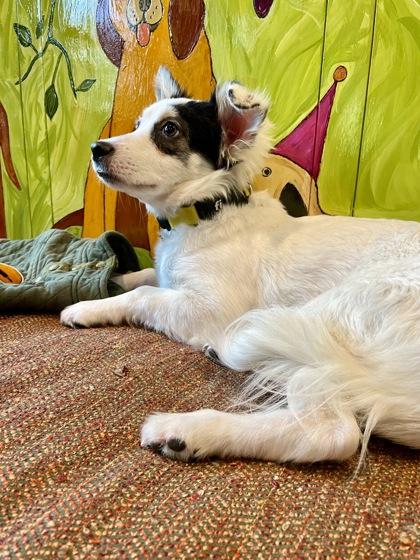 Enlarge Eva, a Adoptable mixed breed in Southern Pines, NC image 2/3