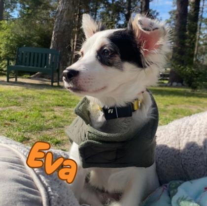 Enlarge Eva, a Adoptable mixed breed in Southern Pines, NC image 3/3