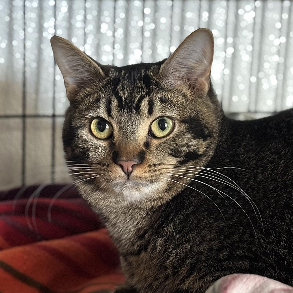 Leafeon, Adoptable, Adult Male Domestic Short Hair.