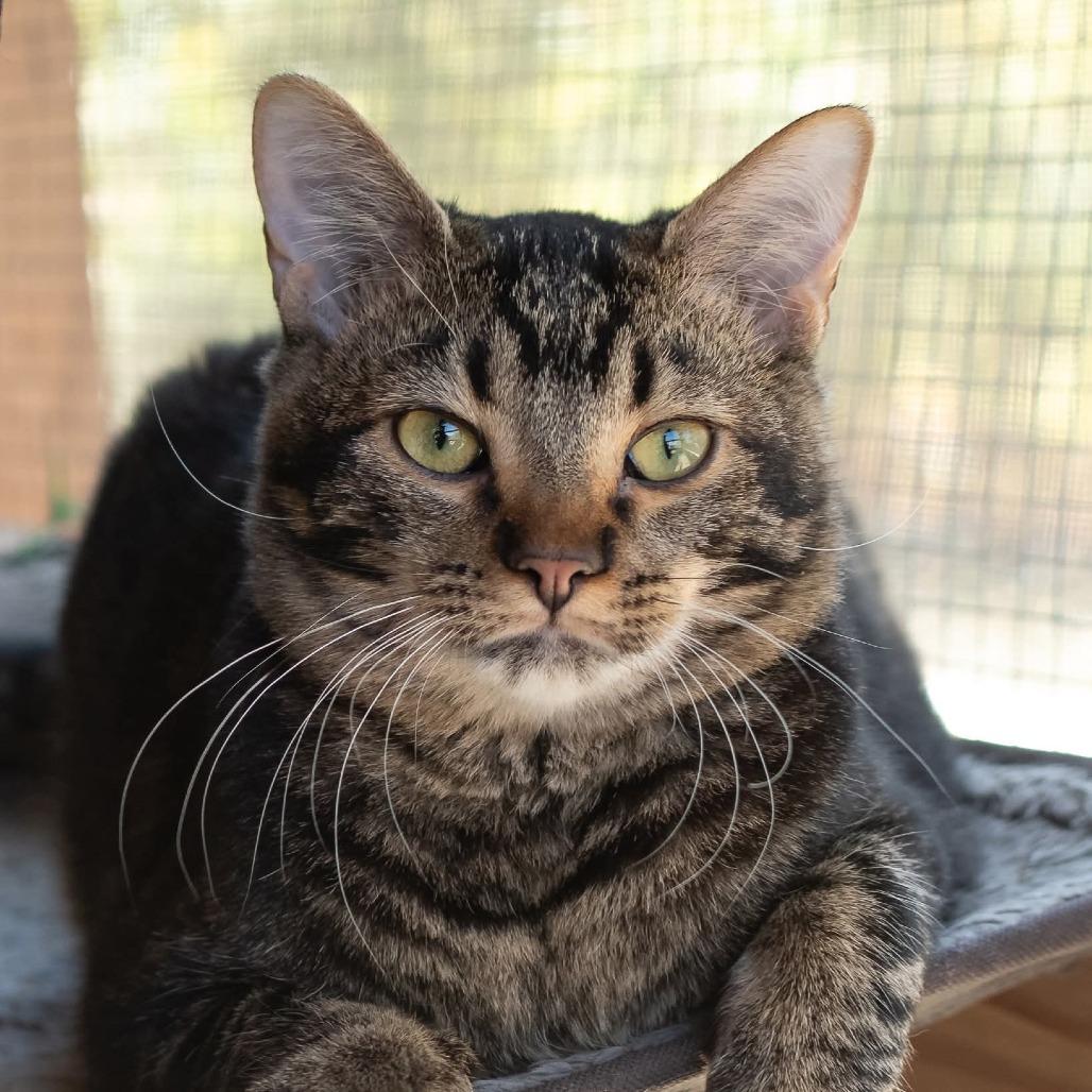 Enlarge Leafeon, a Adoptable Domestic Short Hair in Brighton, MO image 2/6