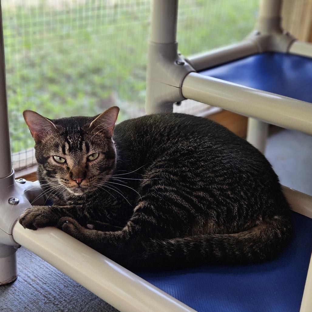 Leafeon, a Adoptable Domestic Short Hair in Brighton, MO image 2/6