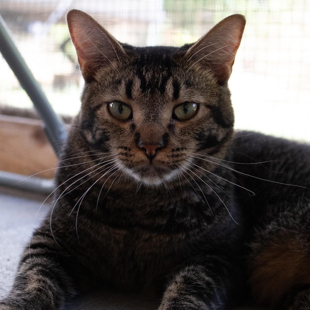 Leafeon, a Adoptable Domestic Short Hair in Brighton, MO image 4/6