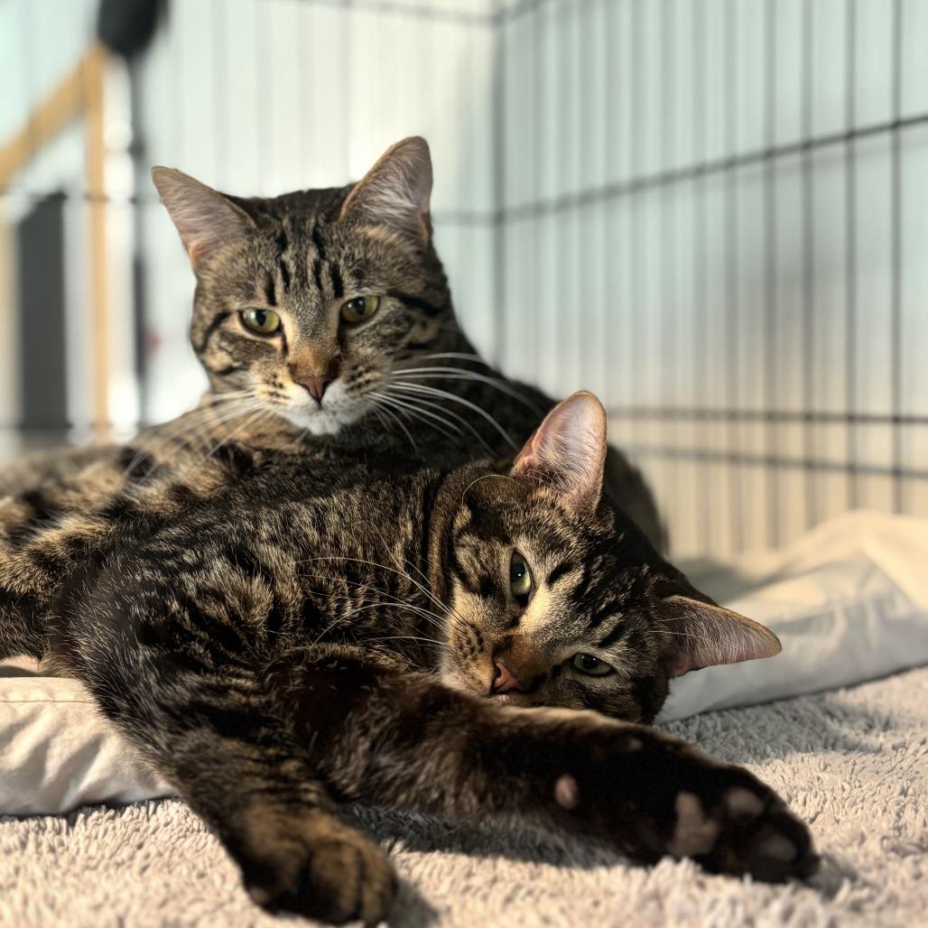 Leafeon, a Adoptable Domestic Short Hair in Brighton, MO image 5/6