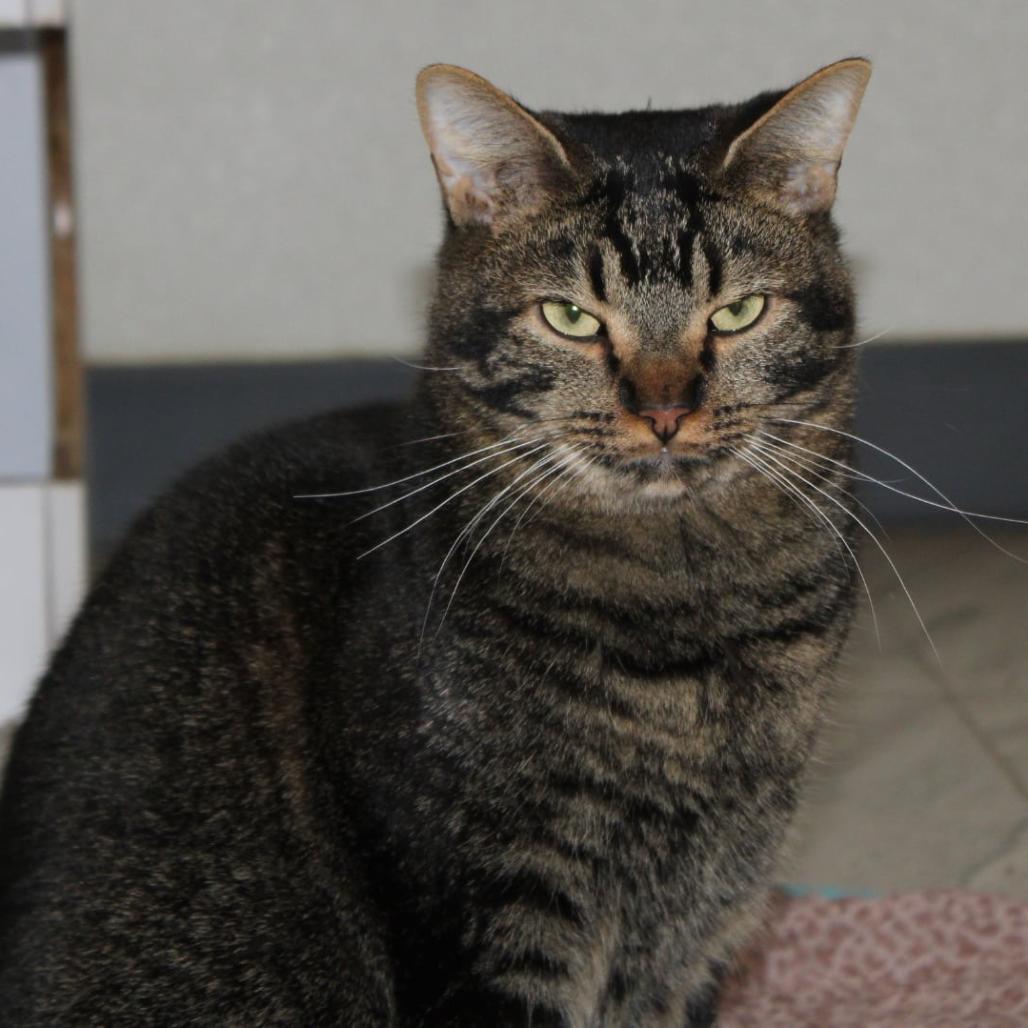 Leafeon, a Adoptable Domestic Short Hair in Brighton, MO image 6/6