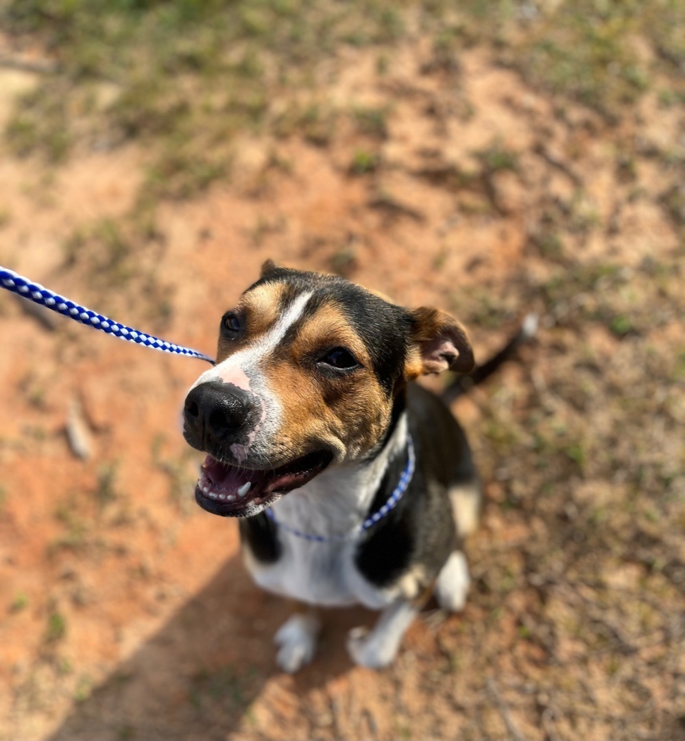 Chloe, Adoptable, Young Female Australian Cattle Dog / Blue Heeler & Labrador Retriever.