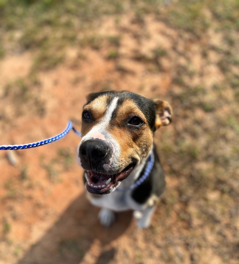Chloe, a Adoptable mixed breed in Rock Hill, SC image 2/10