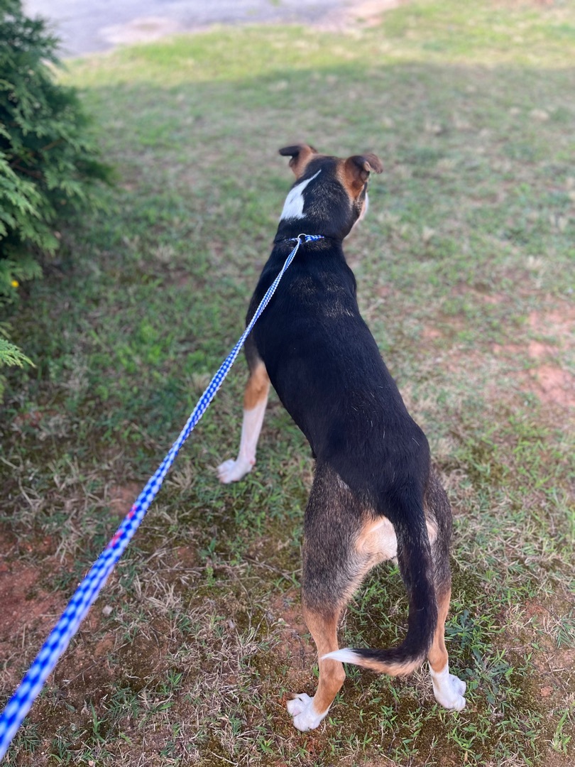 Chloe, a Adoptable mixed breed in Rock Hill, SC image 3/10