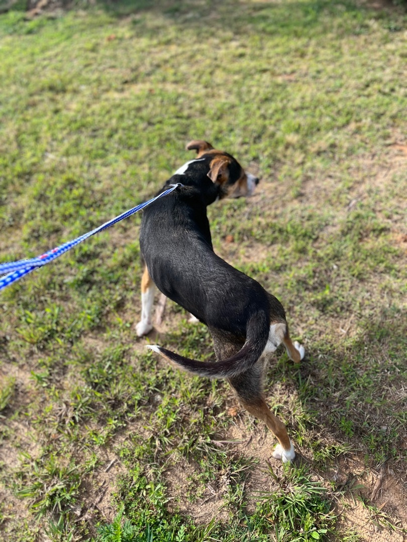 Chloe, a Adoptable mixed breed in Rock Hill, SC image 4/10