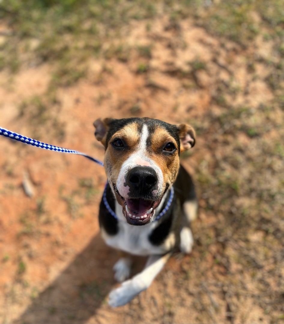 Chloe, a Adoptable mixed breed in Rock Hill, SC image 5/10