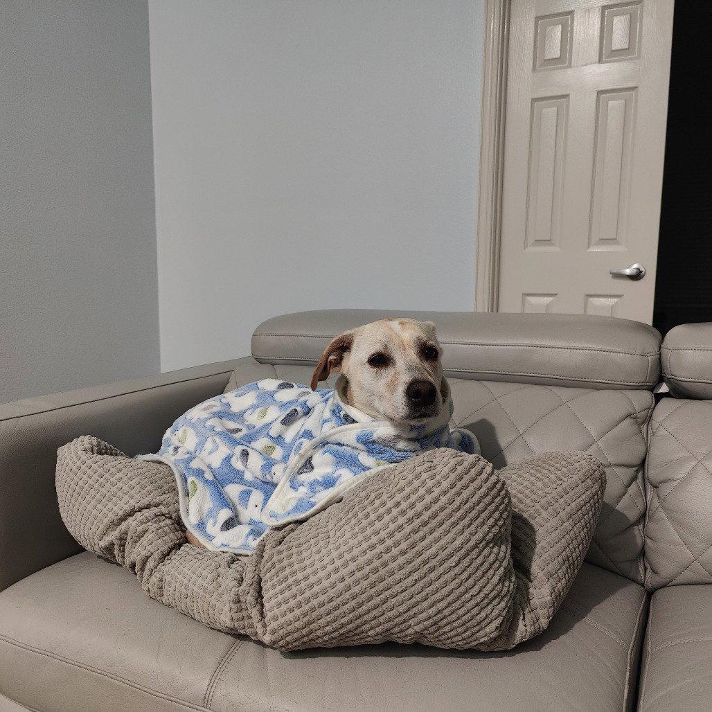 Riley, Adoptable, Adult Female Labrador Retriever.