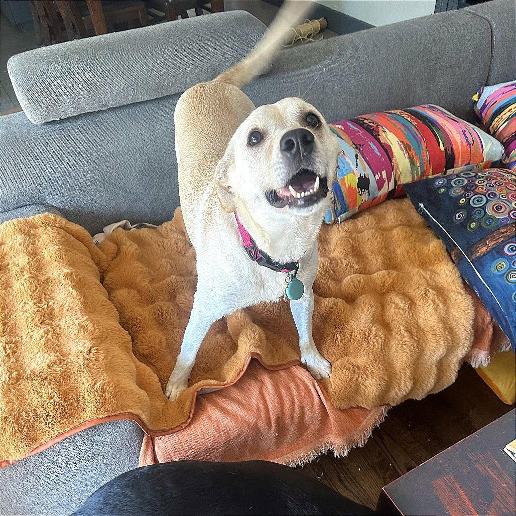 Enlarge Riley, a Adoptable Labrador Retriever in Dallas, TX image 2/3