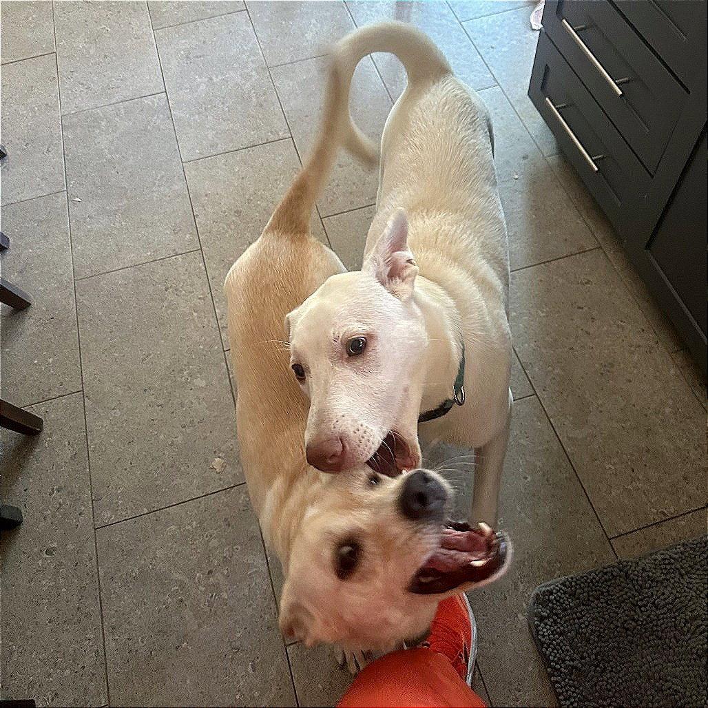Enlarge Riley, a Adoptable Labrador Retriever in Dallas, TX image 3/3