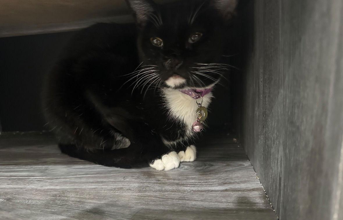 Cece, Adoptable, Adult Female Tuxedo & Turkish Van.