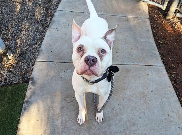 Enlarge ZIPPY, a Adoptable mixed breed in Phoenix, AZ image 1/1