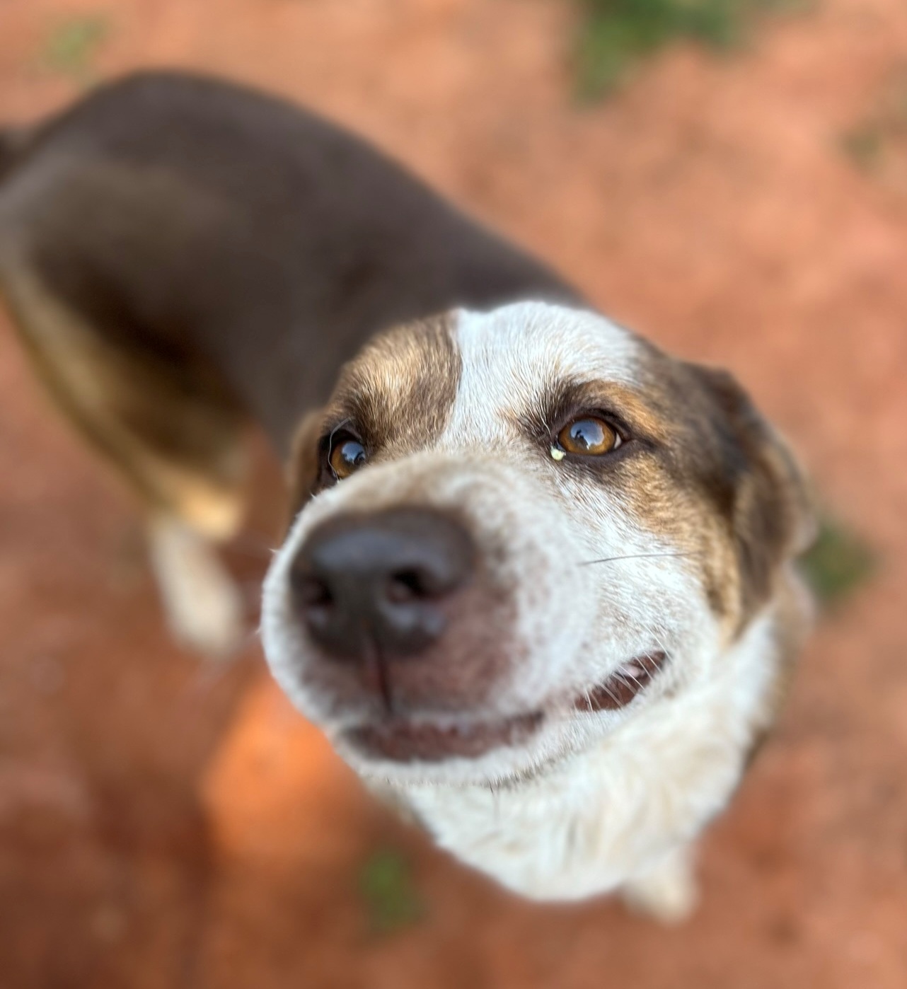 Enlarge Tookie, a Adopted mixed breed in Atlanta, GA image 3/5