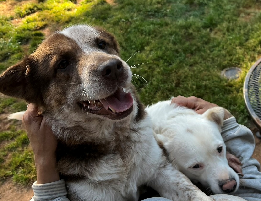 Enlarge Tookie, a Adopted mixed breed in Atlanta, GA image 4/5