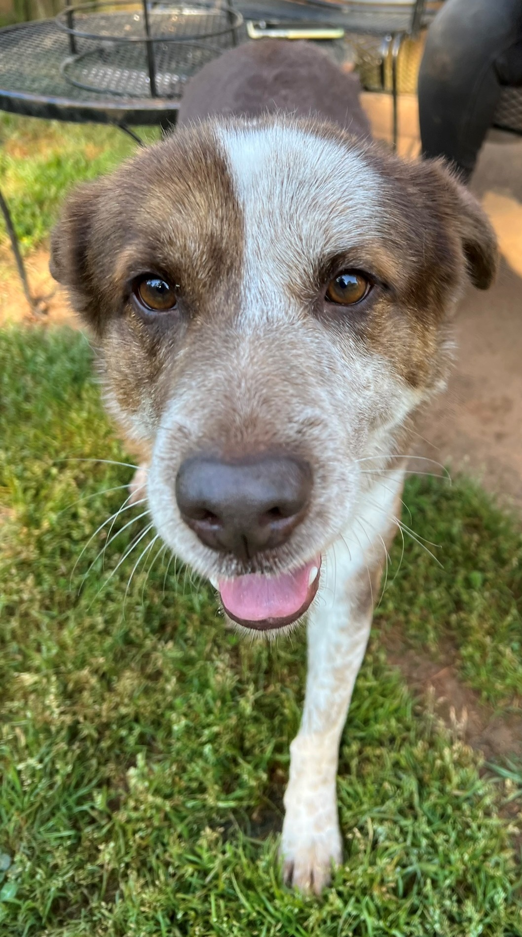 Enlarge Tookie, a Adopted mixed breed in Atlanta, GA image 2/5