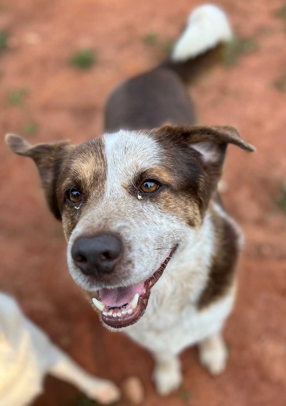 Enlarge Tookie, a Adopted mixed breed in Atlanta, GA image 1/5